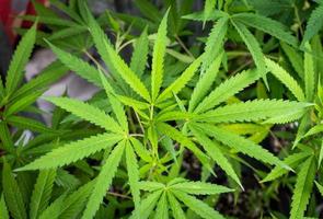 gros plan sur le fond et la texture des feuilles de marijuana. la marijuana est l'une des drogues les plus consommées au monde. la plante contient du thc, un produit chimique psychotrope. photo