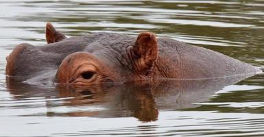 une photo en gros plan d'un hippopotame dans l'eau avec ses yeux et ses oreilles visibles au-dessus de la ligne de flottaison.
