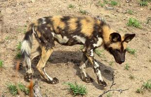 une photo en gros plan d'un chien sauvage africain en danger critique d'extinction, repéré dans la réserve de gibier de sable de sabi