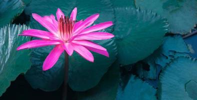 gros plan de beaux nénuphars roses et de feuilles de lotus dans l'étang bleu.fond de fleur de lotus photo