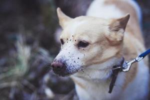 chien corgi dans la forêt photo