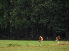 à la rivière berkel en allemagne photo