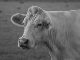 vaches en westphalie photo