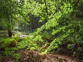 à la rivière berkel en allemagne photo