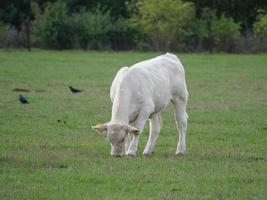 vaches blanches en allemagne photo