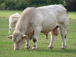 vaches blanches en allemagne photo