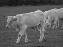 vaches en westphalie photo