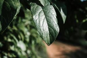 feuilles vertes dans mon pays photo