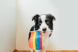 drôle mignon chiot border collie tenant le drapeau arc-en-ciel lgbt dans la bouche sur fond blanc à la maison à l'intérieur. portrait de fierté gay de chien. droits égaux pour le concept de communauté lgbtq. photo