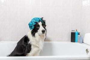 drôle de portrait intérieur de chiot border collie assis dans le bain obtient un bain moussant portant un bonnet de douche. mignon petit chien dans la baignoire prêt à être lavé dans la salle de bain. traitements de spa dans le concept de salon de toilettage. photo