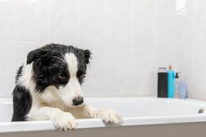 drôle de portrait intérieur de chiot border collie assis dans le bain obtient un bain moussant sous la douche avec du shampoing. mignon petit chien mouillé dans la baignoire dans le salon de toilettage. lavage de chien sale dans la salle de bain. photo