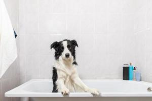 drôle de portrait intérieur de chiot border collie assis dans le bain obtient un bain moussant sous la douche avec du shampoing. mignon petit chien mouillé dans la baignoire dans le salon de toilettage. lavage de chien sale dans la salle de bain. photo