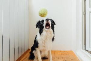 portrait drôle de mignon chiot souriant border collie tenant une balle de jouet dans la bouche. nouveau membre charmant de la famille petit chien à la maison jouant avec le propriétaire. activité pour animaux de compagnie et concept de jeux à la maison. photo