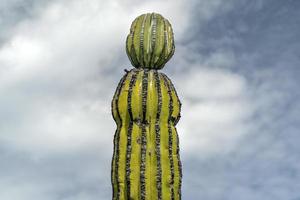 cactus baja californie gros plan photo