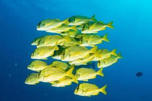 mérou jaune sweetlips banc de poissons sous l'eau photo