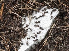 fourmis rouges sur une fourmilière en pierre blanche photo
