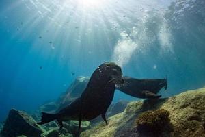 lions de mer mâles combattant sous l'eau photo