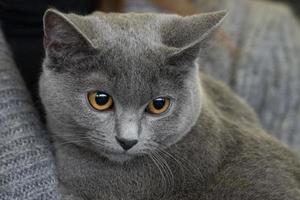 chat british shorthair gros plan photo