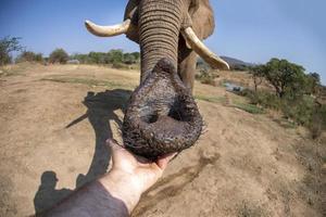 main humaine touchant le tronc d'éléphant photo