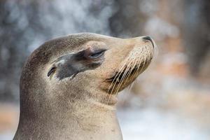 Lion de mer de Californie bouchent portrait photo