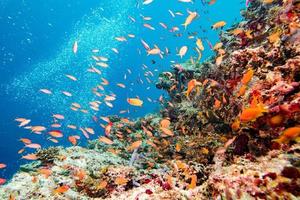 plongée sous-marine dans un récif coloré photo