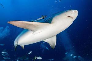 requin taureau tandis que le requin se nourrit photo