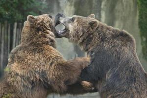 deux grizzlis noirs photo