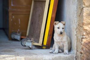 chiot nouveau-né blanc chien de Poméranie photo