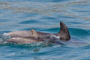 bébé et maman dauphin sautant à l'extérieur du port photo