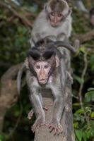 bébé nouveau né indonésie singe macaque portrait photo