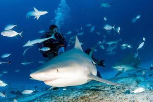 requin taureau venant à vous en se nourrissant photo