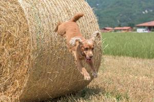 chien chiot cocker sautant d'une boule de blé photo