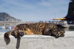 chat tout en se reposant dans le port de vernazza photo