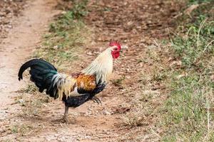 coq traversant la route photo