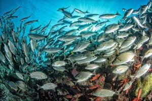 Banc de sardine de boule de poisson sous l'eau