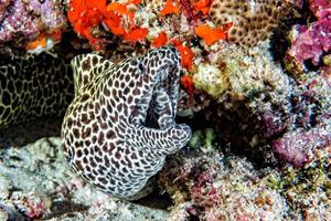 portrait de mooray anguille léopard photo