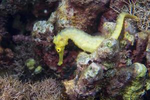 un hippocampe femelle kuda jaune aux philippines photo