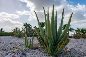 cactus baja californie gros plan photo