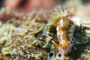 un nudibranche coloré à cebu, philippines photo