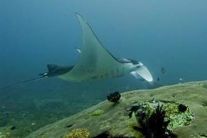 une manta isolée dans le fond bleu photo