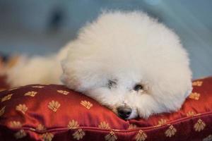 caniche chien blanc vous regarde sur un coussin photo