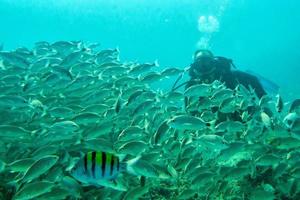 plongeur entrant dans un banc de poissons sous l'eau photo