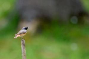 robin oiseau rouge poitrine portrait sur un poteau photo