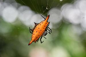 indonésie araignée épineuse orange noir tacheté gros plan photo