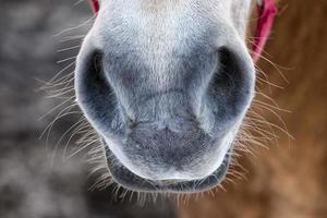 portrait de détail de museau de cheval sur la neige blanche photo