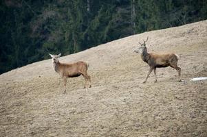 cerf sur le fond d'herbe photo