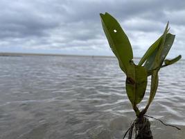 petite plante sur la plage photo