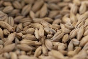 grains de malt pour le brassage. photo