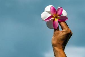 main de femme tenant une fleur de frangipanier photo