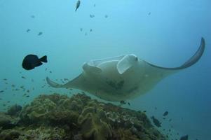 une manta isolée dans le fond bleu photo